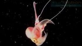 猫变成人鬼片视频,神秘猫咪的奇幻变身之旅